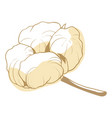 cotton flower soft fluffy blossom for decoration vector image vector image