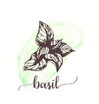 basil sketch on watercolor paint hand drawn ink vector image
