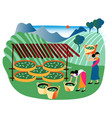 indian woman storing green tea leaf in basket vector image