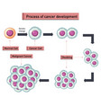 process of cancer development infographic vector image