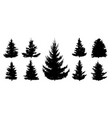 silhouette of spruce trees set beautiful fir tree vector image