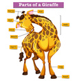 Diagram showing parts of giraffe Royalty Free Vector Image