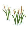 reed in pond set cartoon vector image vector image