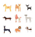 cartoon dog breed set isolated on white background vector image