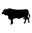 standing adult bull silhouette isolated on white vector image