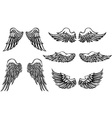 wings vector image