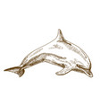 engraving drawing of jumping dolphin vector image