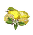 lemon with leaf half of the fruit flower vector image