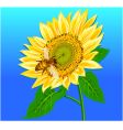 sunflower vector image