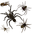 spider set vector image vector image