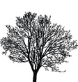 maple young tree vector image vector image
