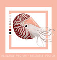 nautilus vector image vector image