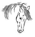 beautiful horse head vector image vector image