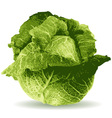 cabbage vector image