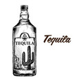 bottle of tequila with lime and glass painted vector image