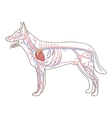 vascular system of the dog vector image