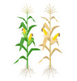 ripe maize plants isolated on white background vector image