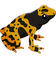 poison dart frog isolated on white background vector image