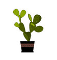 prickly pear cactus in pot traditional mexican vector image vector image