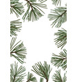 pine branches with green needles vector image