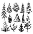 set of hand drawn forest fir trees vector image