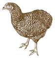 engraving of plymouth rock chicken vector image vector image