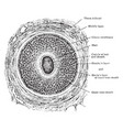 Transverse section of hair follicle vintage Vector Image