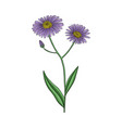 drawing plant of aster tataricus vector image