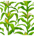 corn pattern vector image