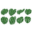 monstera leaf set green element vector image vector image