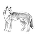 hand drawn australian wild dog dingo vector image