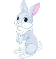 cute bunny vector image