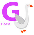 white goose with purple character g on abc card vector image vector image