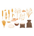 set of cereals oat and wheat seeds spikes vector image