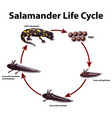 Diagram showing life cycle salamander Royalty Free Vector