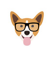 corgi dog in fashions glasses funny icon vector image