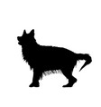 long-haired german shepherd wet dog silhouette vector image