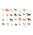 collection of adorable dogs of various breeds vector image