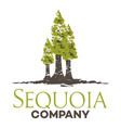 tree sequoia logo vector image