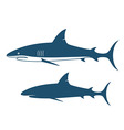 shark vector image