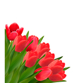 valentines day background beautiful tulip flowers vector image