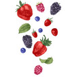 hand drawn berries on white background vector image