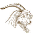 engraving of goat head vector image