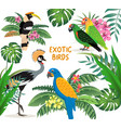 exotic birds set crowned crane colorful parrots vector image vector image