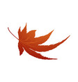 maple autumn leaf vector image vector image