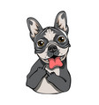 bulldog with middle finger isolated vector image