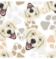 pattern dog paws golden retriever vector image vector image