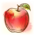 red apple watercolor painting vector image vector image