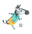 zebra wild animal playing soccer cute football vector image