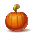 pumpkins vector image